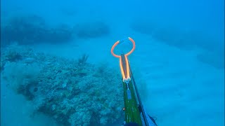 Shallow water Spearfishing Hogfish in 70  Commercial Trip [upl. by Kalli]