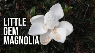 Little Gem Magnolia  Fragrant Evergreen Dwarf Tree [upl. by Alyakcm]