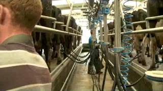 Milking Process  Larger parlour 24 units 2 persons milking [upl. by Barney]