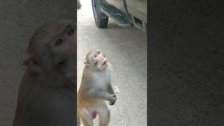 Badorer Badramiред Bador mamaред Bandorред Monkeyред monkey monkeyvideo shortsfeed shorts bador [upl. by Crotty]