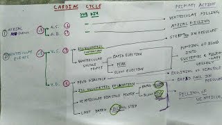 Cardiac Cycle Physiology  Chart  The Charsi of Medical Literature [upl. by Nrublim]