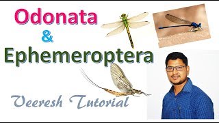 Lecture 18 Odonata amp Ephemeroptera Orders [upl. by Nalyad831]