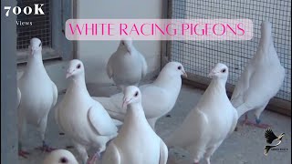 Exotic White Racing Pigeons [upl. by Asille307]