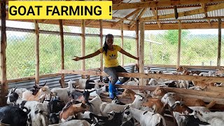 The Cost Of Starting A Profitable GOAT Farming BUSINESS For Beginners [upl. by Intyrb]