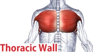 Muscles of the Thoracic Wall  Chest Muscles Anatomy [upl. by Arie112]