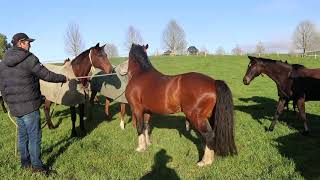 Mapperley Stud Teaser Stallions [upl. by Corie]