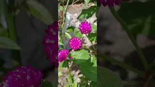 Beautiful flowers Gomphrena globosa bloom  short [upl. by Arbuckle]