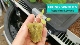 How to Support Weak Seedling Stems in Hydroponics [upl. by Nosittam235]