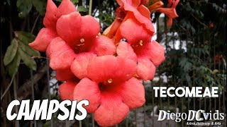 Campsis radicans Flamenco  Trumpet Vine Plant  Planta Trombeta Tecomeae [upl. by Gayner]