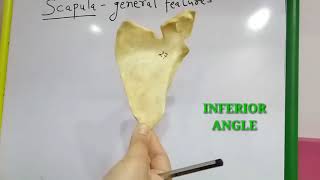 SCAPULA  GENERAL FEATURES BY DR MITESH DAVE [upl. by Eras]