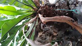 MY OUTDOOR PLANTS  BIRD NEST FERN PLANT [upl. by Odlanier684]