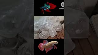 Separei os BETTAS para a viagem peixebeta [upl. by Naujd]