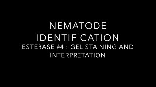 Molecular Identification of nematodes part4 Esterase method [upl. by Sisenej433]