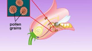 Animation 122 Pollination of flowering plants [upl. by Enamart]