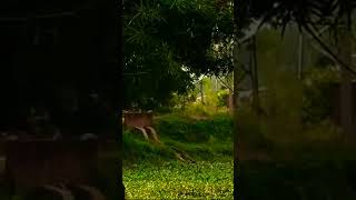 Realme 12 Pro Plus Zooming Test 100X 😱😱  Nature Zooming Test realme realme12proplus phone love [upl. by Enomas371]