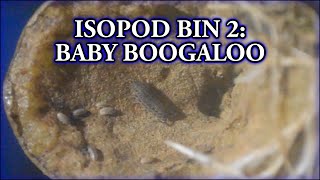 Isopod Bin 2 Baby Boogaloo [upl. by Milla]