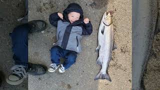 Spring chinook Salmon [upl. by Gradey]