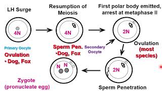 VET ENDO  Follicular Phase Part II  2023 [upl. by Alphonso]