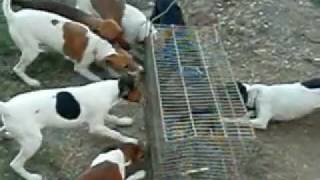 FOX TERRIER EM TREINO [upl. by Quenna758]