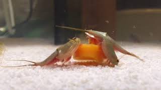 Tadpole Shrimp Triops eating carrot pieces [upl. by Caralie827]