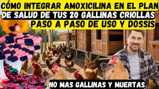 Cómo Integrar amoxicilina en el Plan de Salud de Tus 20 Gallinas Criollas [upl. by Aznerol428]