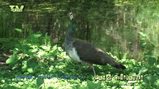 Blauwe Pauw  Pavo cristatus  Indian blue peafowl  Blue Peacock [upl. by Adnovay]