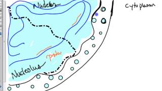 ribosome biogenesis [upl. by Goebel]