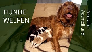 Hundewelpen ► Rias Nachwuchs Deutscher Wachtel Hundewelpen [upl. by Hcirdeirf]