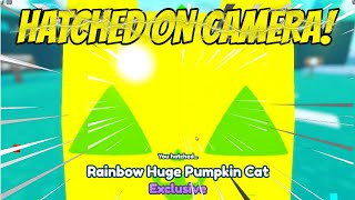 Hatching Normal and Rainbow Huge Pumpkin Cats  Pet Simulator X [upl. by Fitzhugh860]