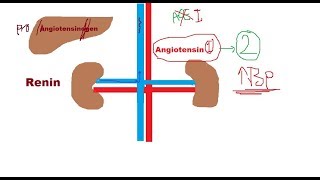 Renin  Angiotensin System  تنظيم ضغط الدم بواسطة الكلى [upl. by Aniweta]