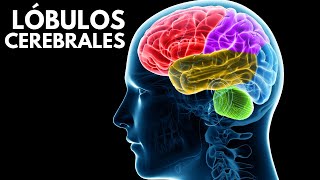 Los LÓBULOS CEREBRALES sus funciones ubicación y características🧠 [upl. by Johnstone168]