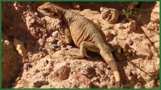 Common Chuckwalla Death Valley National Park [upl. by Amora]