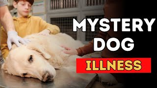 Mystery Dog Illness Potentially Fatal and Spreading [upl. by Aihsetal]