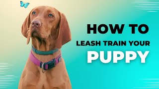 Loose Leash Walking 101 Tips to Curb Your Dog’s Pulling Instinct [upl. by Nybbor395]