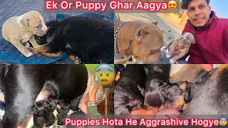 New Pitbull Puppy Ghar Aagya😍 Rotwiller Giving Birth First Time😰Apna Puppes Ko He Bhul Gye😨Attack [upl. by Egidius]