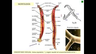 CLASE 10 Ancylostoma Necator [upl. by Eceinaj]