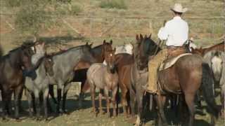 Tongue River Ranch  American Quarter Horse Program [upl. by Wohlen]