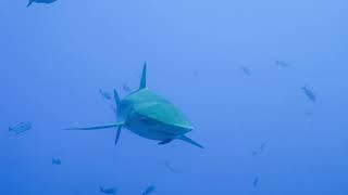 Galapagos Shark close approach [upl. by Hambley590]