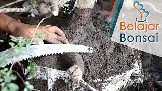 Repotting Bahan Bonsai Ulmus Ulmus parvifolia Varigata [upl. by Chase585]