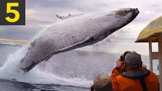 Top 5 AMAZING Whale Spotting Moments [upl. by Fabrianne]