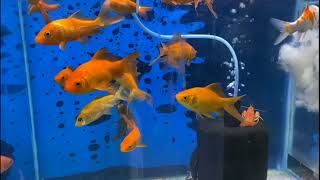 Online Fish Shopping in India bunnycartcom bunnycartin Shrimp amp Planttrending viral short 370 [upl. by Schlesinger]