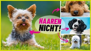 Top 10 Hunderassen die NICHT haaren 🐶 [upl. by Mackay]