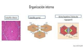 Fisiología Hepática [upl. by Imefulo845]