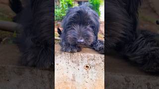 Catalan Sheepdog blackdog shortsvideo [upl. by Matronna648]