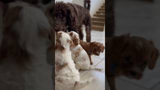 Cavapoo Puppies iykyk puppies funny viral fyp cute iykyk dogs [upl. by Laefar]