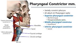 Pharyngeal Muscles LO7  M1 Anatomy Learning Objectives [upl. by Neelav]