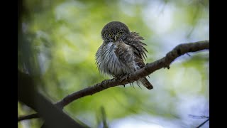 Pygmy owl female preening 100fps 4K [upl. by Eniad]