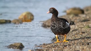 Aves de Ushuaia [upl. by Ayidan]