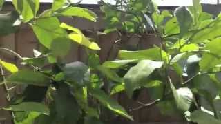 Exotic garden plants in UK [upl. by Nhguavad]