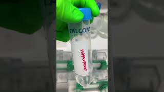 Préparer un gel de polyacrylamide pour SDSPAGE  Biochimie Facile [upl. by Araik572]